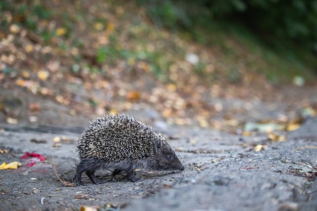 陈幸同新周 陈幸同新周